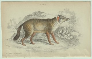 1839年 Jardine Naturalist's Library 哺乳類 イヌ科 Pl.26 クルペオギツネ属 ダーウィンギツネ Dun Footed Aguara-Dog