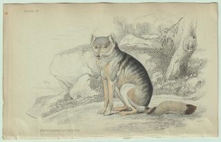 1839年 Jardine Naturalist's Library 哺乳類 イヌ科 Pl.27 カニクイイヌ属 カニクイイヌ White-Barred Aguara-Fox