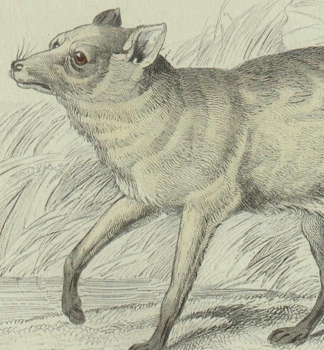 1839年 Jardine Naturalist's Library 哺乳類 イヌ科 Pl.28