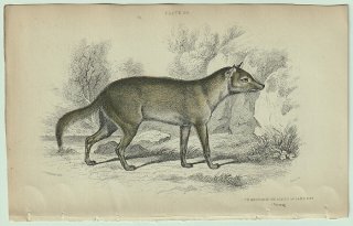1839年 Jardine Naturalist's Library 哺乳類 イヌ科 Pl.29 スジオイヌ属 パンパスギツネ Crabodago or Azars Aguara-Fox
