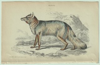 1839ǯ Jardine Naturalist's Library Ӯ ̲ Pl.30 ° ڥĥ Magellanic Aguara-Fox