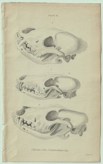 1839年 Jardine Naturalist's Library 哺乳類 イヌ科 Pl.31 ハイエナ キツネ ニューファンドランド犬 頭部 骨格