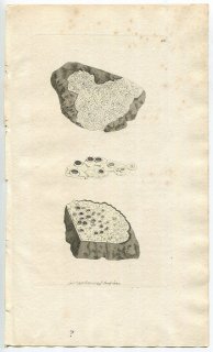 1798ǯ Sowerby English Botany  No.450 異Х ҥͥꥢ° LICHEN punctatus ϰ