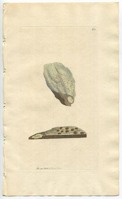 1798年 Sowerby English Botany 初版 No.485 チャシブゴケ科