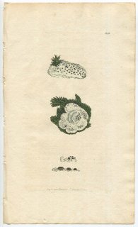 1799ǯ Sowerby English Botany  No.626 ⥸ å° ɥꥭå LICHEN muscorum ϰ