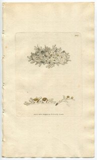 1802ǯ Sowerby English Botany  No.1007 ӥܥ ӥܥ° LICHEN fusco-luteus ϰ