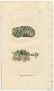 1803ǯ Sowerby English Botany  No.1139 ϥʥӥ饴 եѥʥꥢ° LICHEN caeruleo-nigricans ϰ