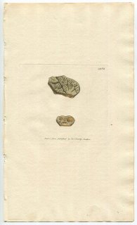 1804ǯ Sowerby English Botany  No.1263 饴 饴° 饴 LICHEN luteus ϰ