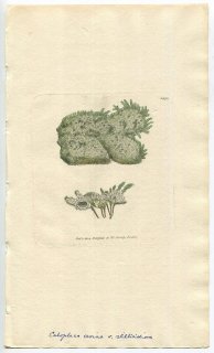 1804ǯ Sowerby English Botany  No.1373 Υ ° ͥĥ֥ߥ LICHEN chloroleucus ϰ