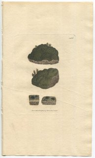 1805ǯ Sowerby English Botany  No.1466 Х饴 ӥ° LICHEN uliginosus ϰ