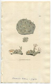 1806ǯ Sowerby English Botany  No.1634 ˥ܥ ˥ܥ° ҥ˥ܥ LICHEN upsaliensis ϰ