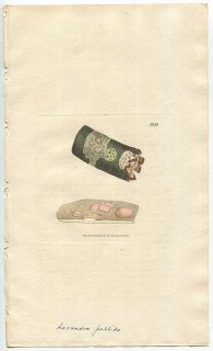 1806ǯ Sowerby English Botany  No.1651 饿 Хǥ° LICHEN rosellus ϰ
