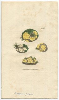 1806ǯ Sowerby English Botany  No.1667 Υ ե륲󥷥° LICHEN fulgens ϰ