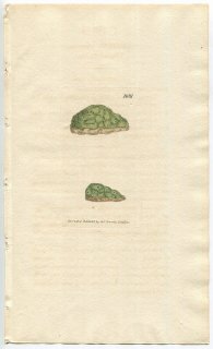 1806ǯ Sowerby English Botany  No.1681 ĥᥴ ĥᥴ° LICHEN terrestris ϰ
