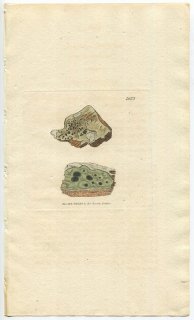 1806ǯ Sowerby English Botany  No.1682 ȥޥ 쥫ʥ° LICHEN abietinus ϰ