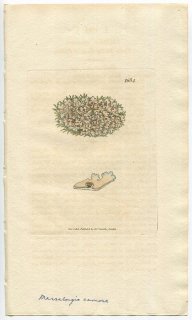1806ǯ Sowerby English Botany  No.1684 ޥå󥮥 ޥå󥴥° ޥå󥴥 LICHEN carnosus ϰ