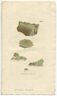 1807ǯ Sowerby English Botany  No.1695 㥷֥ 㥷֥° LICHEN saxicola ϰ