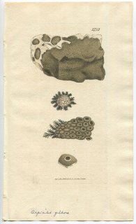 1807ǯ Sowerby English Botany  No.1732 ˥ܥߥ 륭ʥꥢ° LICHEN fibrosus ϰ