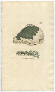 1807ǯ Sowerby English Botany  No.1733 ˥ܥߥ ܥߥ° LICHEN tuberculosus ϰ