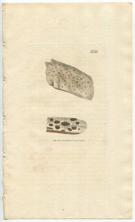 1807ǯ Sowerby English Botany  No.1735 饿 ܥɥ° ܥɥ LICHEN griffithii ϰ