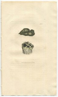 1807ǯ Sowerby English Botany  No.1777 饿 ȥ˥˥ץ° LICHEN aromaticus ϰ