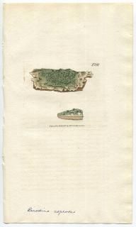 1807ǯ Sowerby English Botany  No.1791 ५ǥ ӥåȥ° LICHEN sophodes ϰ