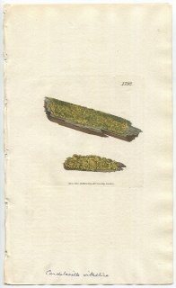 1807年 Sowerby English Botany 初版 No.1792 ロウソクゴケ科 ロウソクゴケモドキ属 ロウソクゴケモドキ LICHEN vitellinus 地衣類