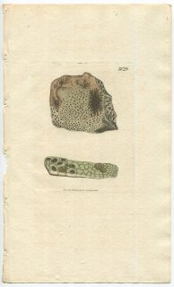 1807年 Sowerby English Botany 初版 No.1829 ヘリトリゴケ科 アミグダラリア属 LICHEN athroocarpus 地衣類