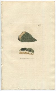 1807年 Sowerby English Botany 初版 No.1830 ヘリトリゴケ科 へリトリゴケ属 LICHEN cechumenus 地衣類
