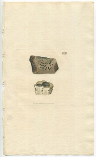 1808年 Sowerby English Botany 初版 No.1831 ウメノキゴケ科 LICHEN miscellus 地衣類