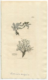 1808年 Sowerby English Botany 初版 No.1833 トリハダゴケ科 トリハダゴケ属 LICHEN oculatus 地衣類