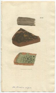 1808年 Sowerby English Botany 初版 No.1849 ムカデゴケ科 ビスケットゴケ属 LICHEN exiguus 地衣類
