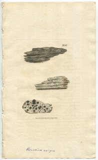 1808年 Sowerby English Botany 初版 No.1850 リトマスゴケ科 メダイゴケ属 LICHEN pericleus 地衣類