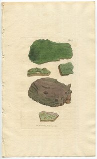1808年 Sowerby English Botany 初版 No.1863 カラタチゴケ科 イボゴケ属 LICHEN effusus 地衣類