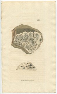 1808年 Sowerby English Botany 初版 No.1864 ニセクボミゴケ科 キルキナリア属 LICHEN speireus 地衣類