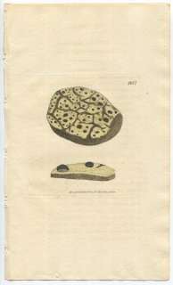 1808年 Sowerby English Botany 初版 No.1877 レモンイボゴケ科 レモンイボゴケ属 LICHEN citrinellus 地衣類