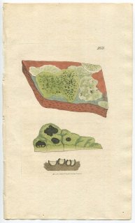 1808年 Sowerby English Botany 初版 No.1878 チズゴケ科 エピリケン属 LICHEN scabrosus 地衣類