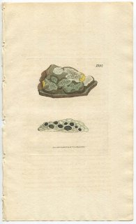 1808年 Sowerby English Botany 初版 No.1892 スティクティス科 テロプシス属 LICHEN corticola 地衣類