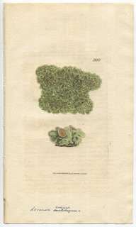 1808年 Sowerby English Botany 初版 No.1893 キゴケ科 スクアマリナ属 LICHEN crassus 地衣類