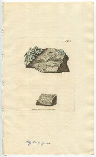 1808年 Sowerby English Botany 初版 No.1923 フリクティス科 フリクティス属 LICHEN argenus 地衣類