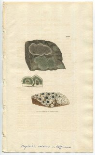 1808年 Sowerby English Botany 初版 No.1940 ニセクボミゴケ科 キルキナリア属 LICHEN hoffmanni 地衣類