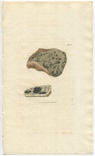 1808年 Sowerby English Botany 初版 No.1964 ヘリトリゴケ科 ヘリトリゴケ属 LICHEN confluens 地衣類