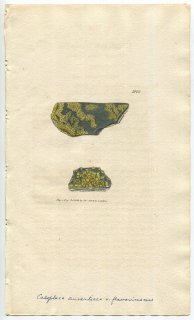 1809年 Sowerby English Botany 初版 No.1993 ダイダイキノリ科 ギアロレキア属 ツブダイダイゴケ LICHEN erythrellus 地衣類