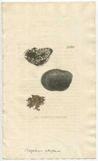 1809年 Sowerby English Botany 初版 No.2009 ダイダイキノリ科 ダイダイゴケ属 LICHEN atro-flavus 地衣類