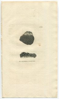 1809年 Sowerby English Botany 初版 No.2011 ニセクボミゴケ科 クボミゴケ属 LICHEN squamulosus 地衣類