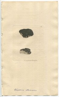1809年 Sowerby English Botany 初版 No.2096 ムカデゴケ科 ビスケットゴケ属 LICHEN atro-cinereus 地衣類