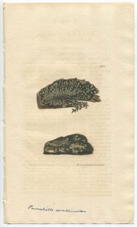 1810年 Sowerby English Botany 初版 No.2128 ハナゴケ科 ハナゴケ属 ターバンゴケ LICHEN microphyllus 地衣類