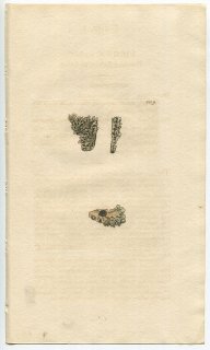 1810年 Sowerby English Botany 初版 No.2129 ピンゴケ科 クロボシゴケ属 コナクロボシゴケ LICHEN daedaleus 地衣類