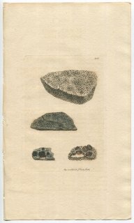 1810年 Sowerby English Botany 初版 No.2152 ホウネンゴケ科 ポリスポリナ属 LICHEN simplex 地衣類