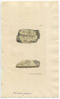 1810年 Sowerby English Botany 初版 No.2154 チャシブゴケ科 チャシブゴケ属 LICHEN albellus 地衣類